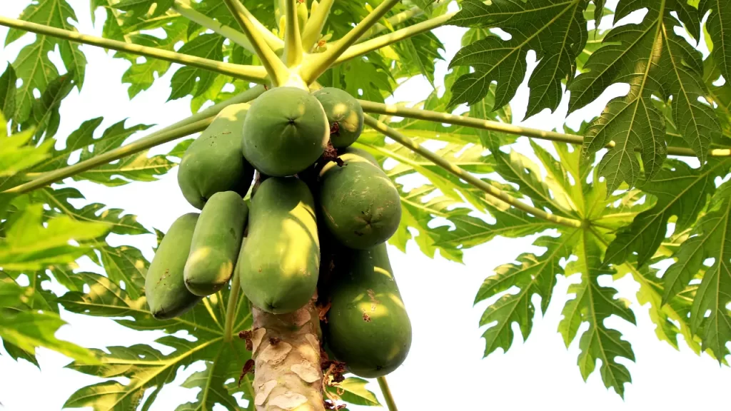 பப்பாளி இலை நன்மைகள்