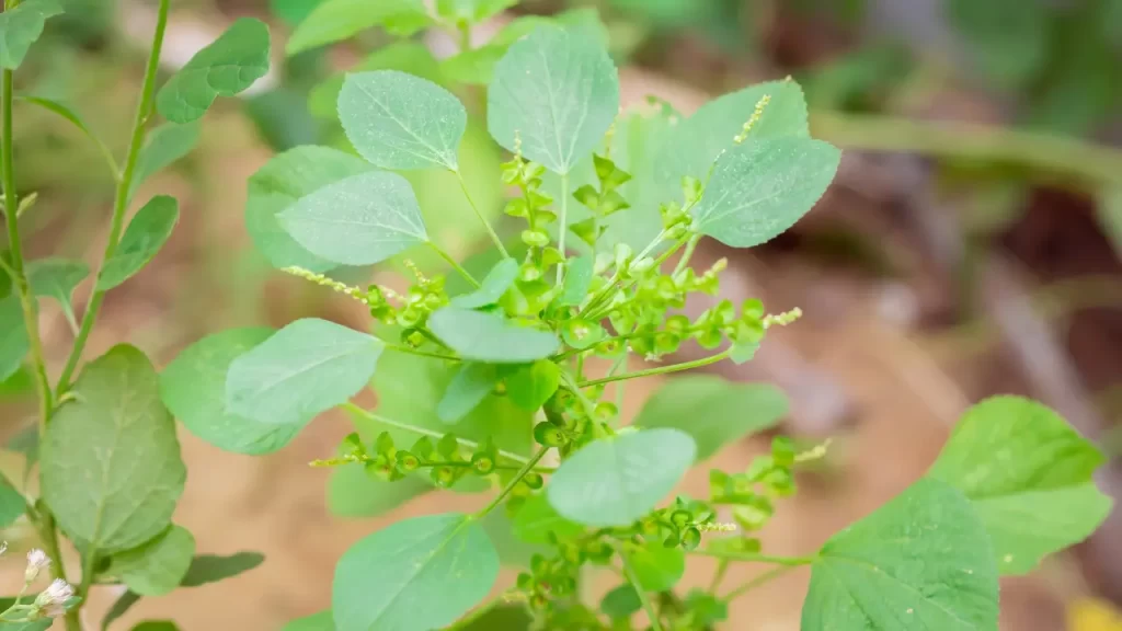 குப்பைமேனி பயன்கள்
