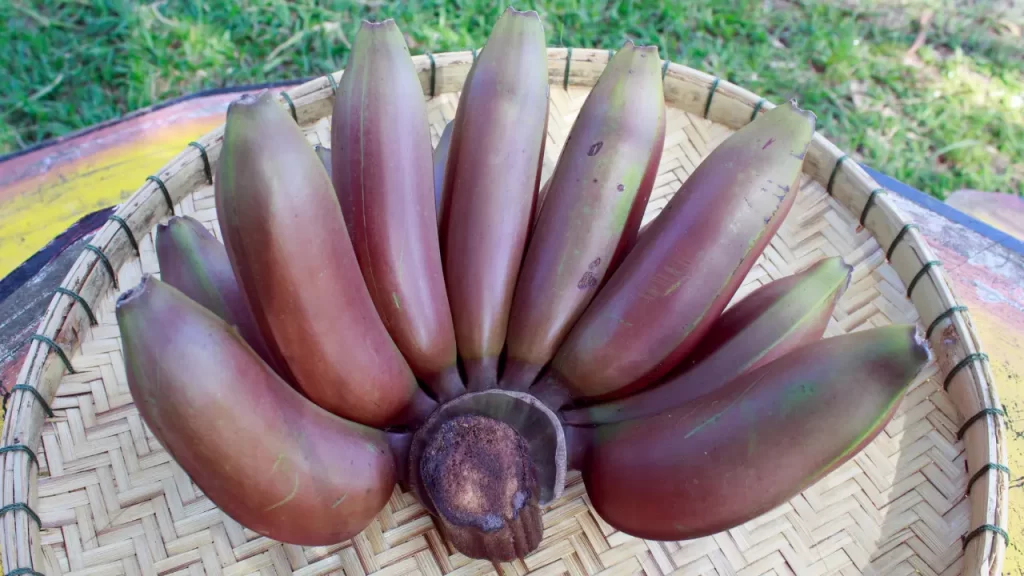 செவ்வாழை பயன்கள்