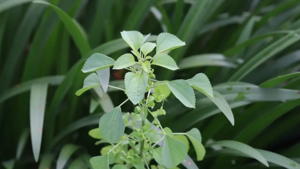 குப்பைமேனி பயன்கள்