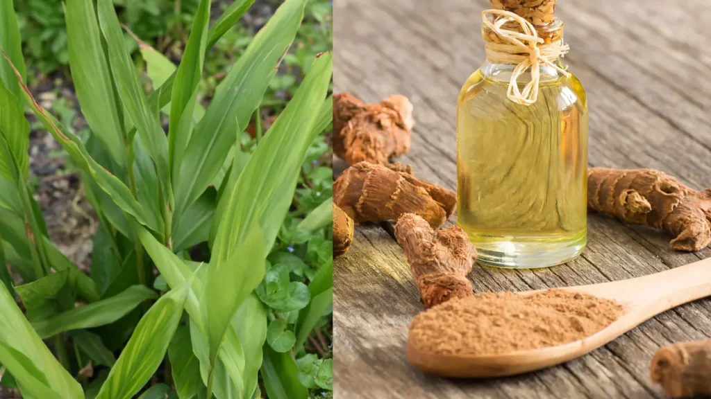 சித்தரத்தை பயன்கள்