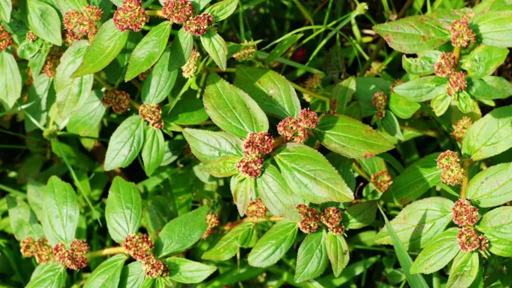 அம்மான் பச்சரிசி பயன்கள்