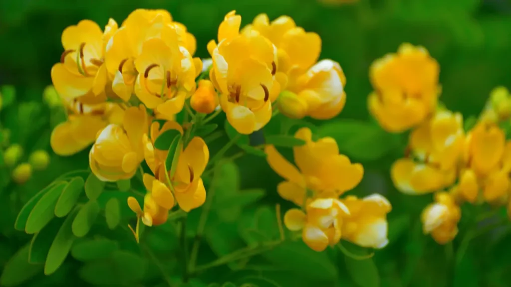 ஆவாரம்பூ பொடி பயன்கள் (2)