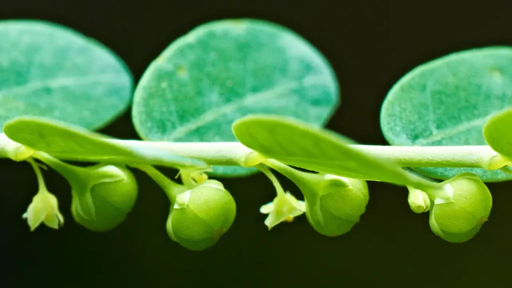 கீழாநெல்லி பயன்கள்