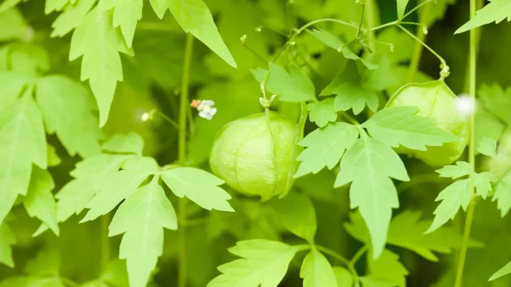 முடக்கத்தான் கீரை பயன்கள்