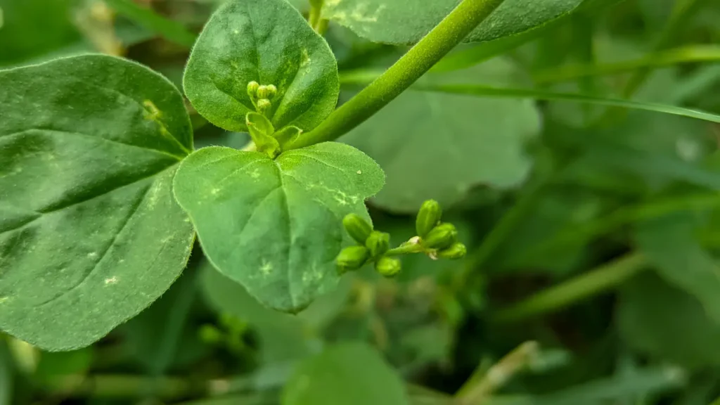 மூக்கிரட்டை கீரை பயன்கள்