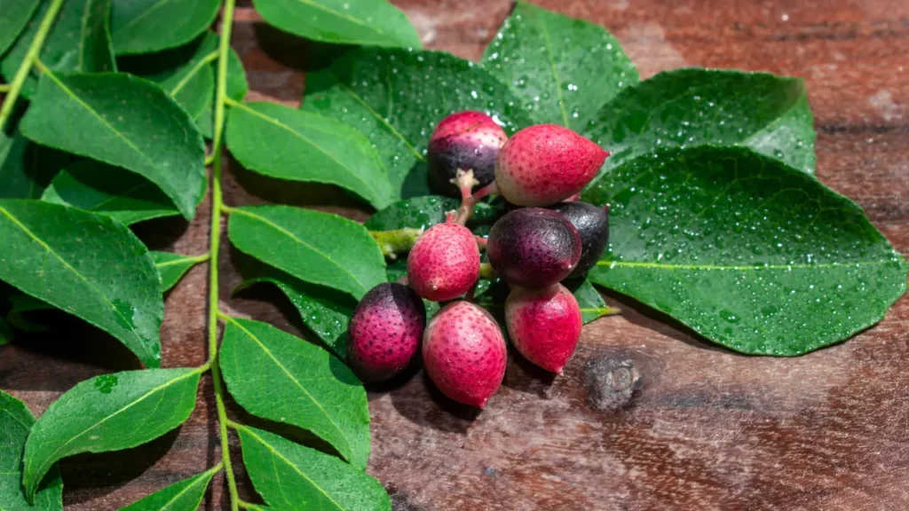 கருவேப்பிலை பயன்கள்